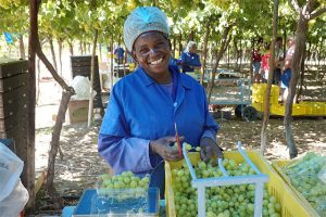 Read more about the article Mixed season for Southern Africa grapes
