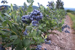 Read more about the article RSA blueberries pick up pace