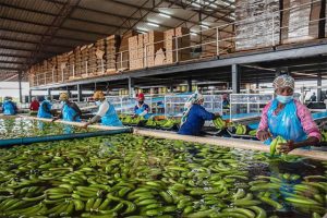 Read more about the article Mozambique and Eswatini pick up on bananas as South Africa’s bananas make way for citrus, avocados, macadamias