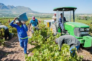 Read more about the article South African wine rebounds