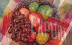 Read more about the article Bumper fruit exports expected this year, says Western Cape government