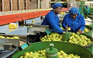 Read more about the article EU halts plans for cold treatment on South African citrus imports